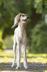 Saluki