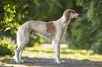 Saluki