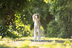 Saluki