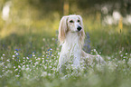 Saluki