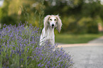 Saluki