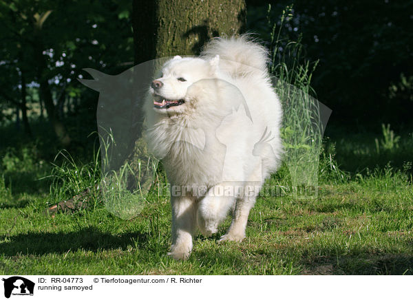 running samoyed / RR-04773