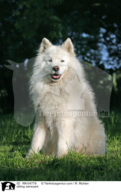 sitting samoyed / RR-04778