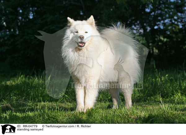 standing samoyed / RR-04779