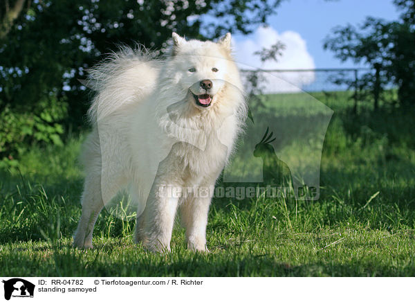 standing samoyed / RR-04782