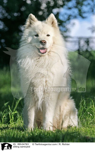 sitting samoyed / RR-04783