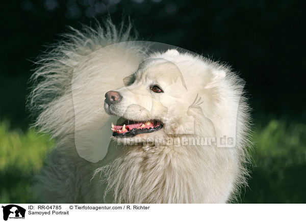 Samoyed Portrait / RR-04785