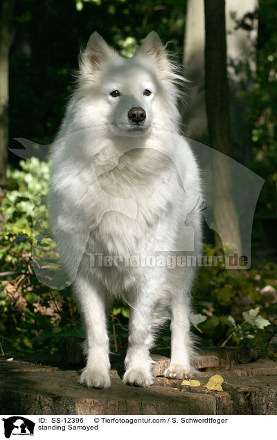 standing Samoyed / SS-12396