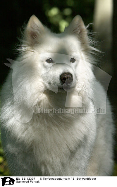 Samoyed Portrait / SS-12397