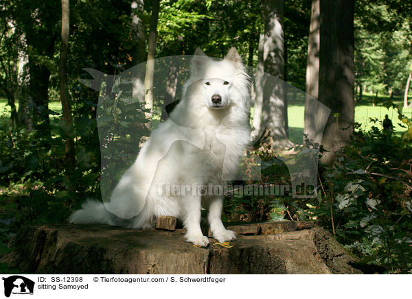 sitting Samoyed / SS-12398