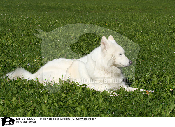 lying Samoyed / SS-12399