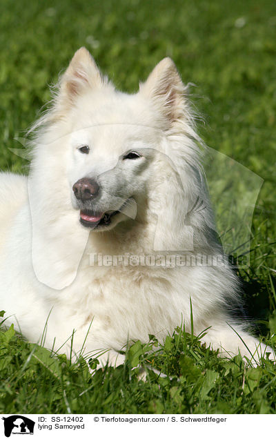 lying Samoyed / SS-12402
