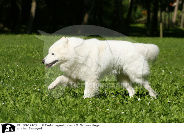 running Samoyed / SS-12405