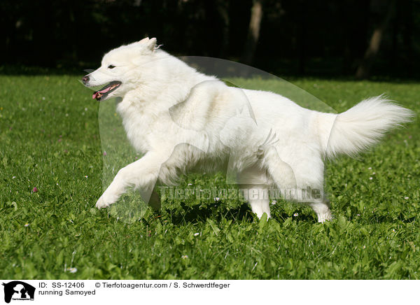 running Samoyed / SS-12406