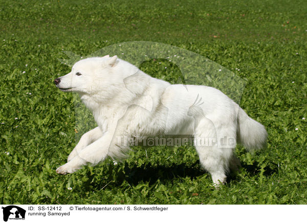 running Samoyed / SS-12412