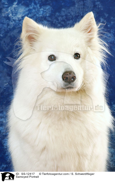 Samoyed Portrait / SS-12417