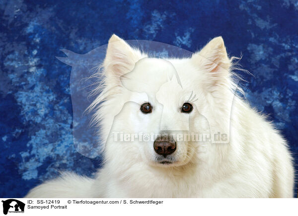 Samoyed Portrait / SS-12419
