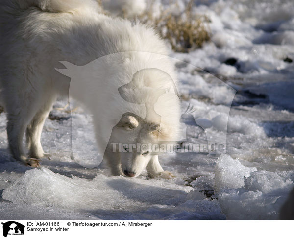 Samojede im Winter / Samoyed in winter / AM-01166