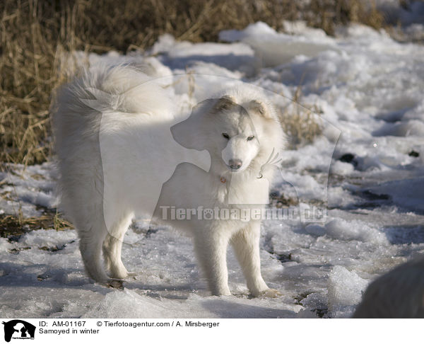 Samojede im Winter / Samoyed in winter / AM-01167