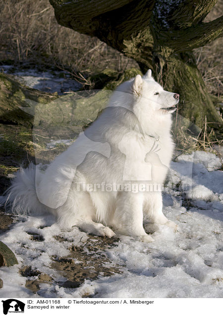 Samojede im Winter / Samoyed in winter / AM-01168
