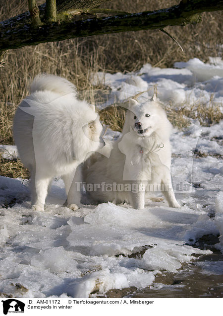 Samoyeds in winter / AM-01172