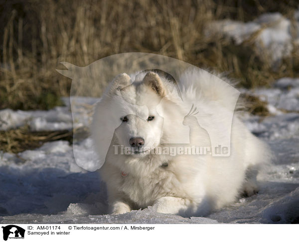 Samoyed in winter / AM-01174