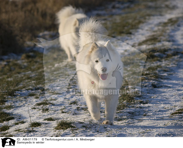Samoyeds in winter / AM-01179