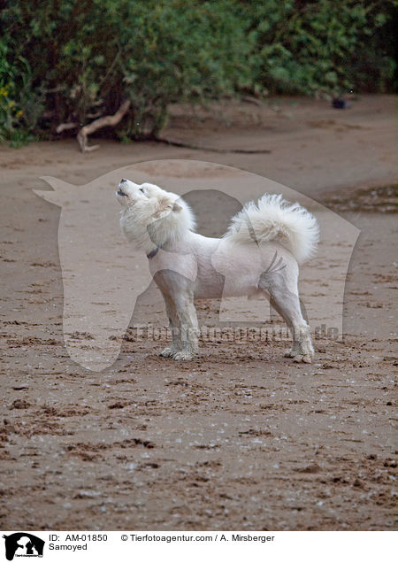 Samoyed / AM-01850