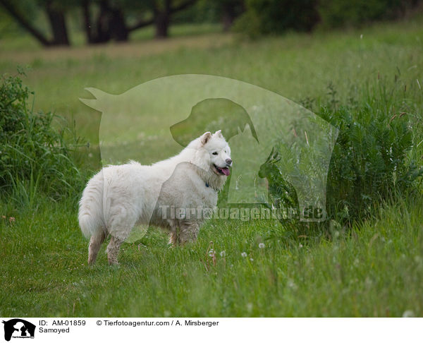 Samoyed / AM-01859
