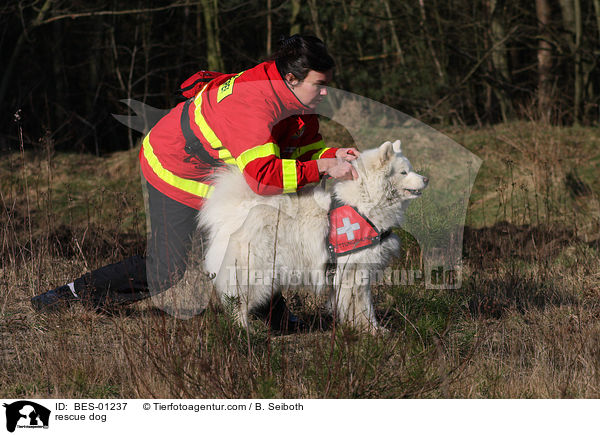 rescue dog / BES-01237