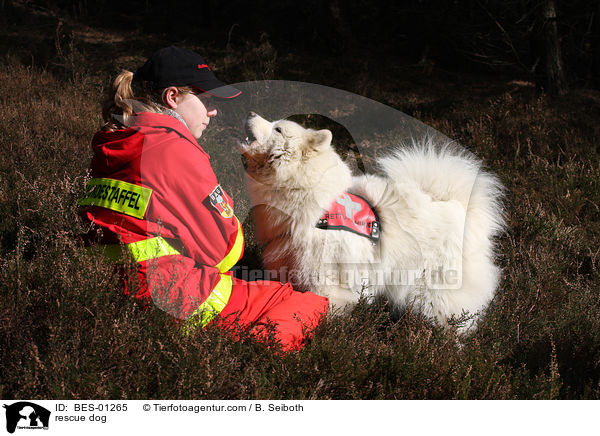 rescue dog / BES-01265