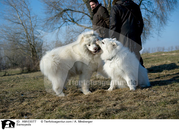 Samoyeds / AM-03077
