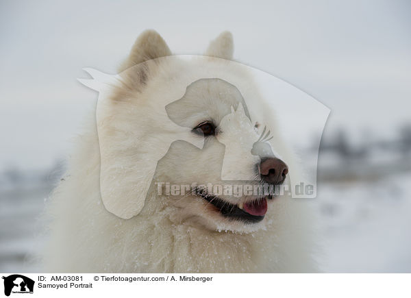 Samoyed Portrait / AM-03081