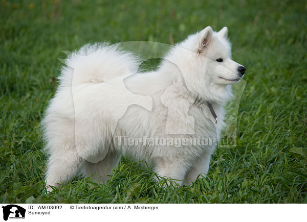 Samoyed / AM-03092