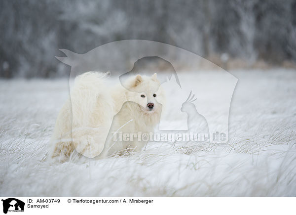 Samoyed / AM-03749