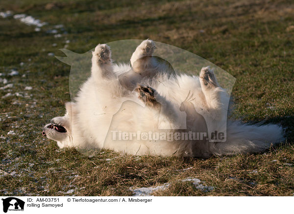 rolling Samoyed / AM-03751