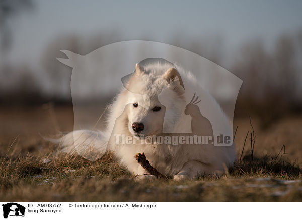 lying Samoyed / AM-03752