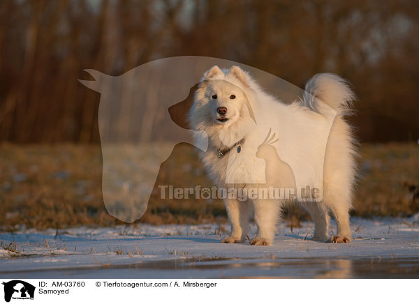 Samoyed / AM-03760
