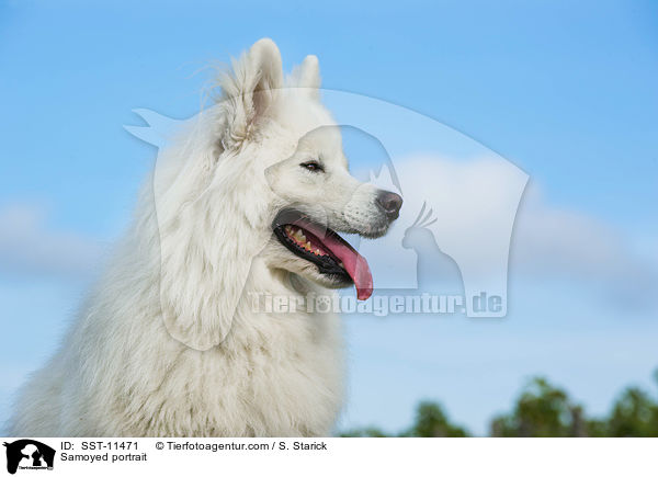 Samoyed portrait / SST-11471