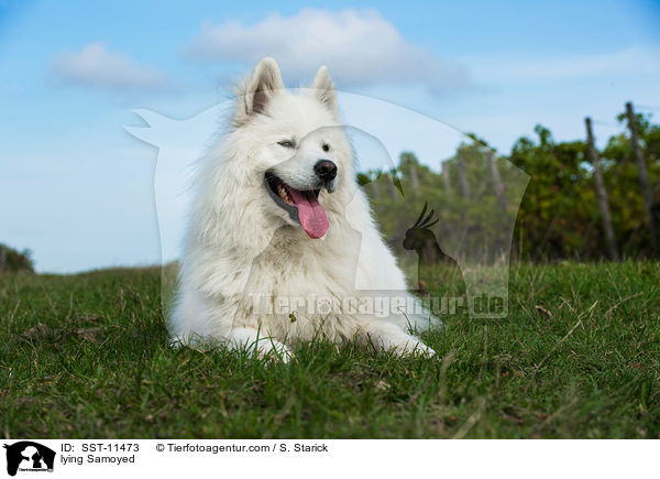 lying Samoyed / SST-11473