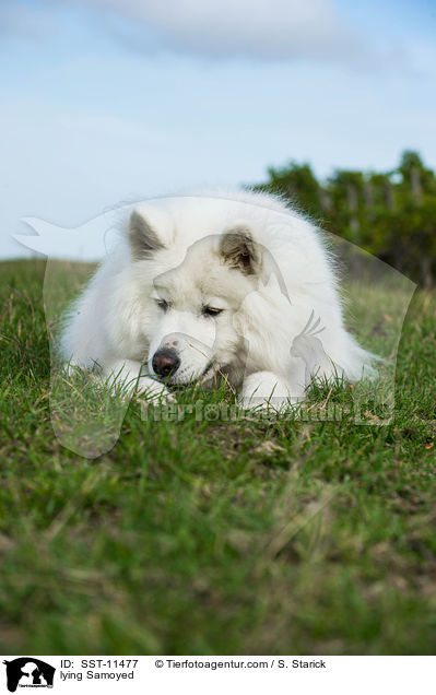 lying Samoyed / SST-11477