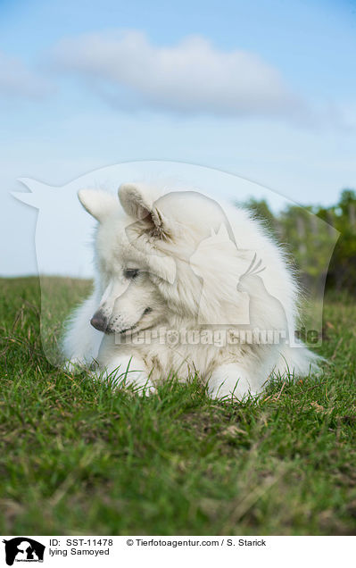 lying Samoyed / SST-11478