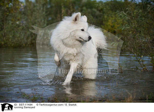 running Samoyed / SST-11484