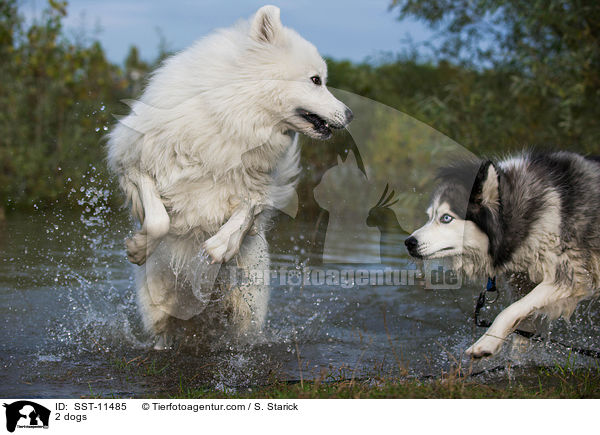 2 dogs / SST-11485