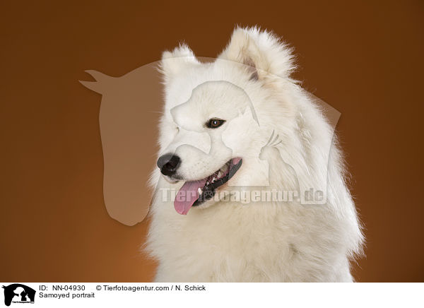 Samoyed portrait / NN-04930