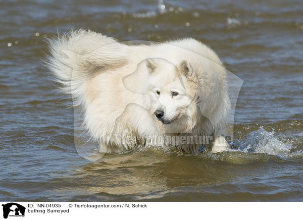 bathing Samoyed / NN-04935