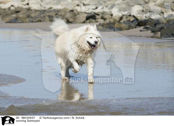 running Samoyed / NN-04937