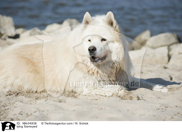 lying Samoyed / NN-04938