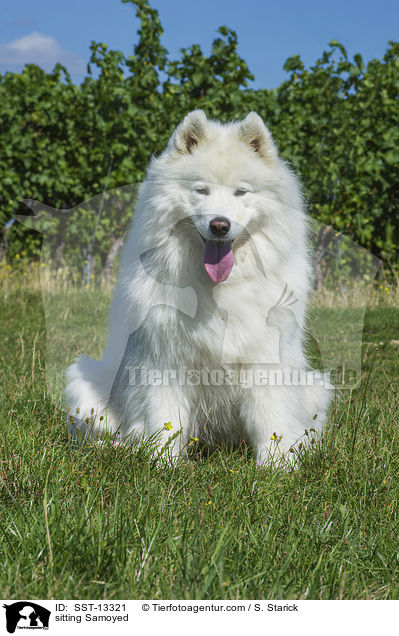 sitting Samoyed / SST-13321