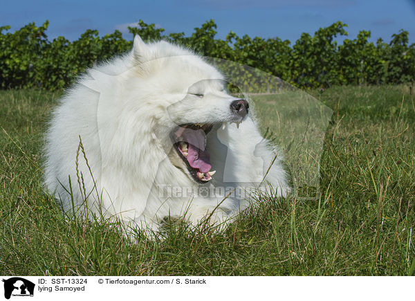 lying Samoyed / SST-13324